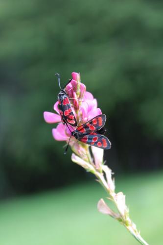 Zygaena carniolica